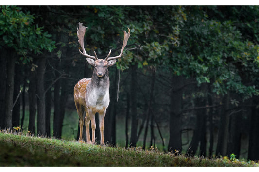 Deer In Green Woods Forest Trees Animal Wildlife Canvas Art Wall Picture Or Gloss Print