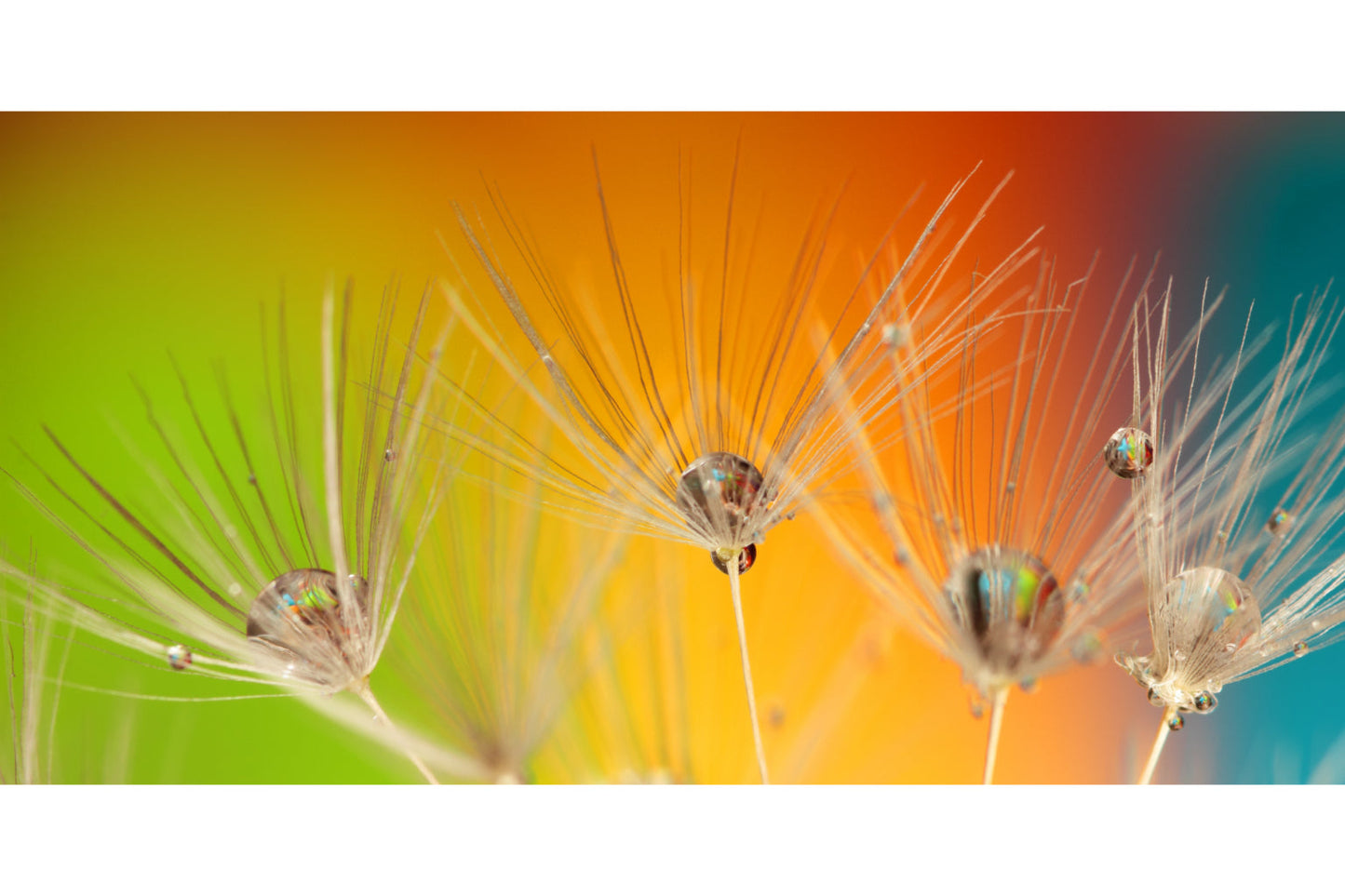 Delicate Flower Green Orange Blue Canvas Art Wall Picture Or Gloss Print