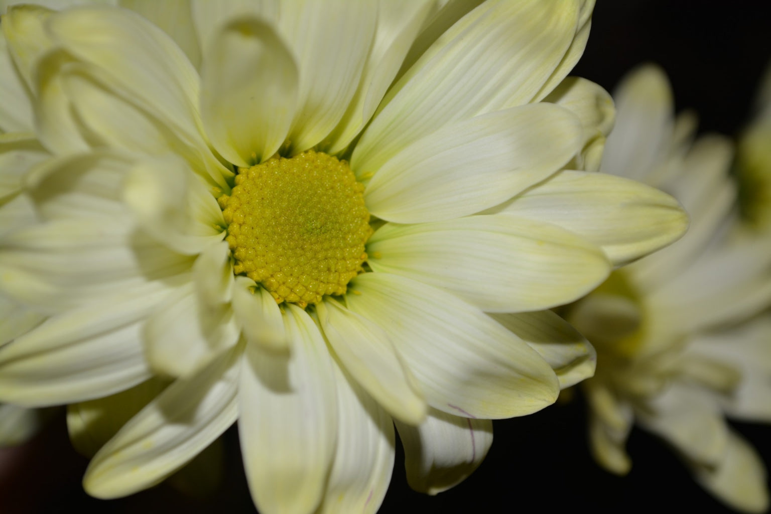 Detail Daisy White Flower Flowers Canvas Art Wall Picture Or Gloss Print