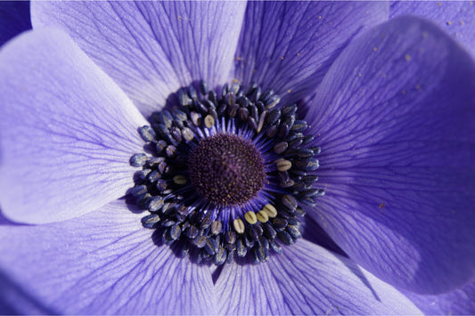 Detail Flower Purple Flowers Canvas Art Wall Picture Or Gloss Print