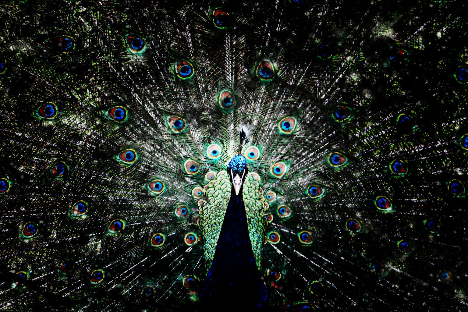 Detail Peacock Blue Green Bird Canvas Art Wall Picture Or Gloss Print