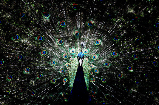 Detail Peacock Blue Green Bird Canvas Art Wall Picture Or Gloss Print