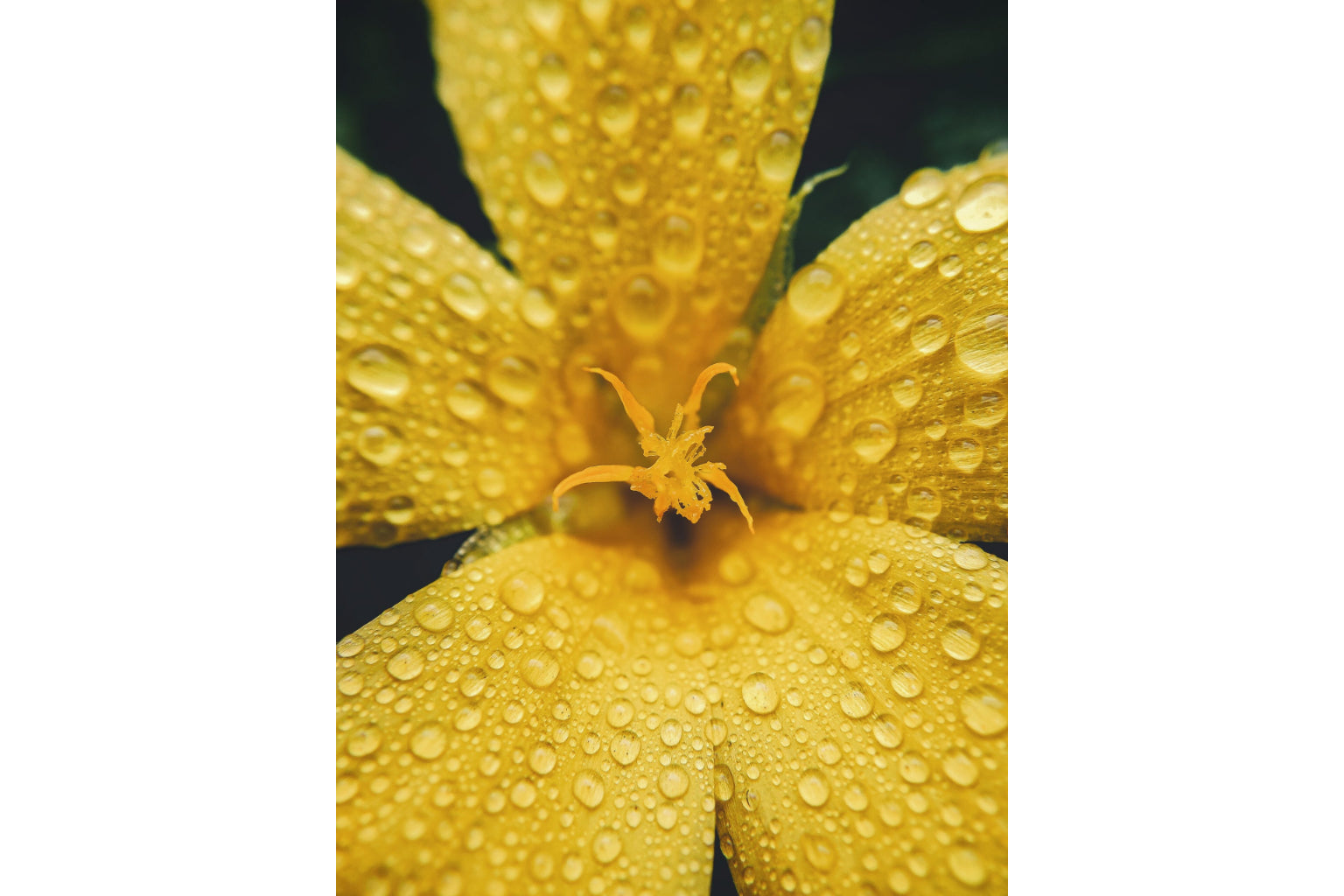 Dew Drops Yellow Flower Flowers Bloom Canvas Art Wall Picture Or Gloss Print