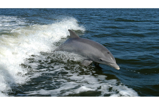 Dolphin Canvas Art Wall Picture Or Gloss Print