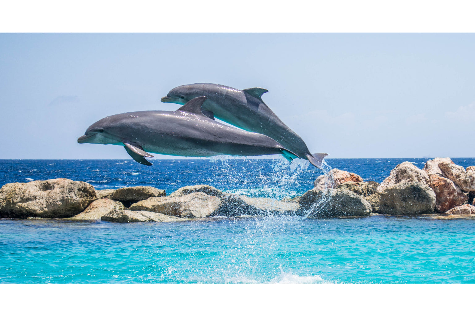 Dolphins Turquoise Sea Water Animal Fish Canvas Art Wall Picture Or Gloss Print