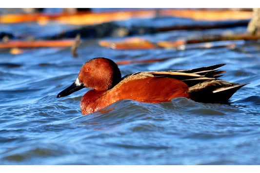 Duck Bird Animal Wildlife Canvas Art Wall Picture Or Gloss Print