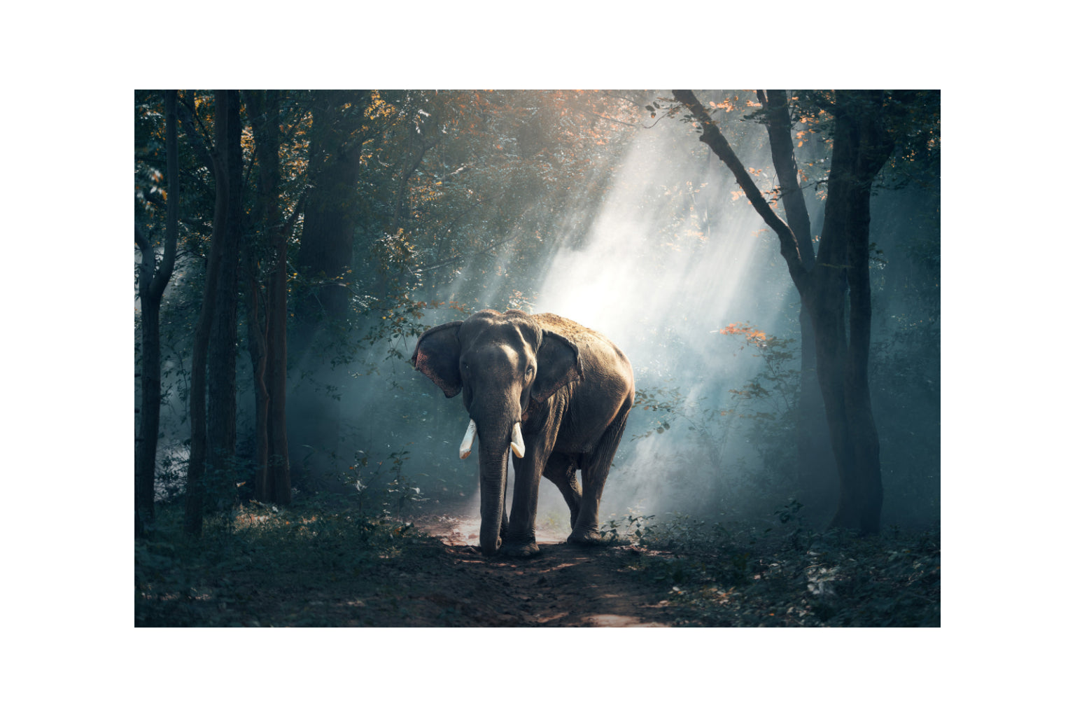 Elephant Animal Woods Trees Canvas Art Wall Picture Or Gloss Print