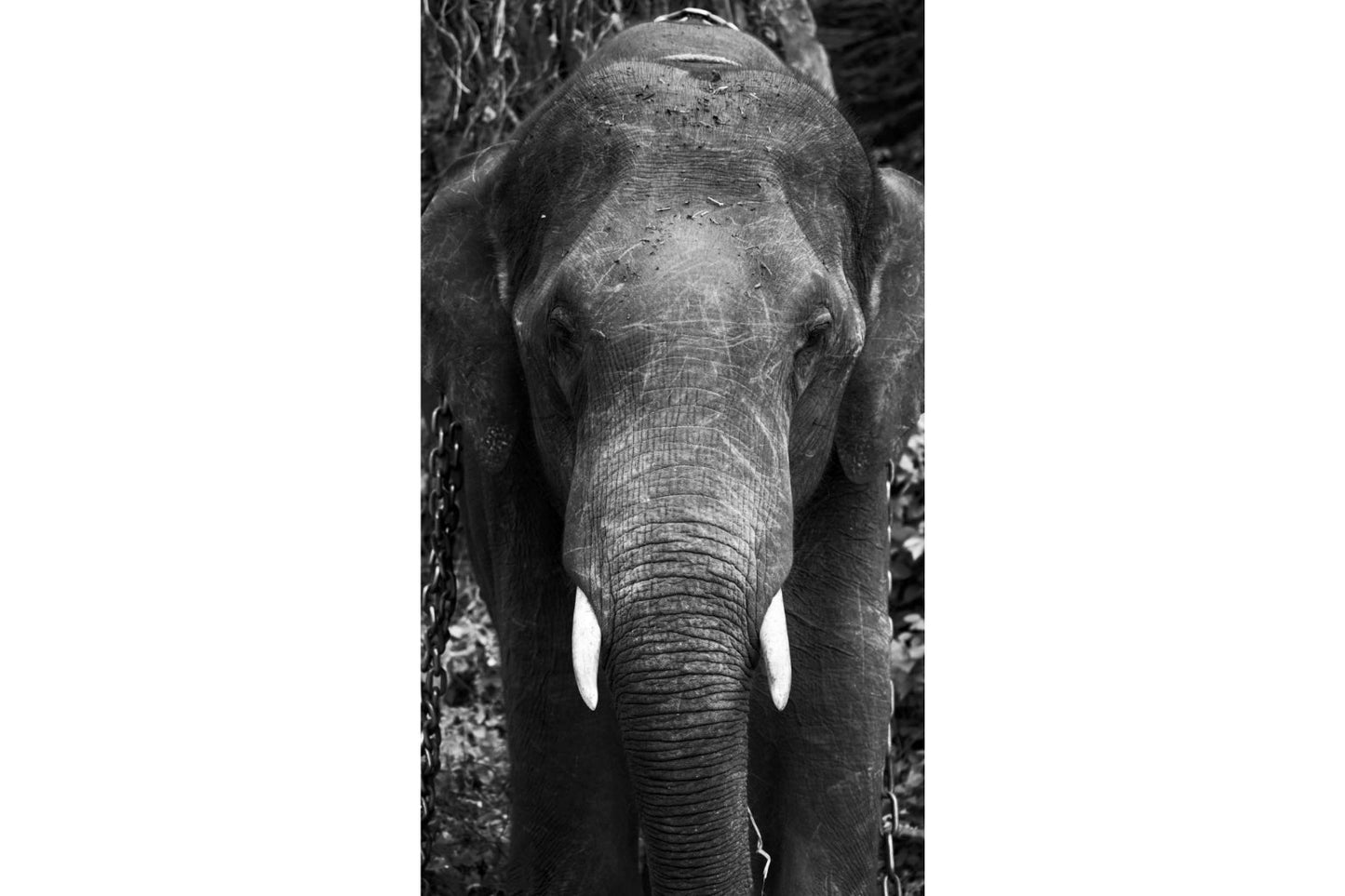 Elephant Black White Animal Wildlife Canvas Art Wall Picture Or Gloss Print