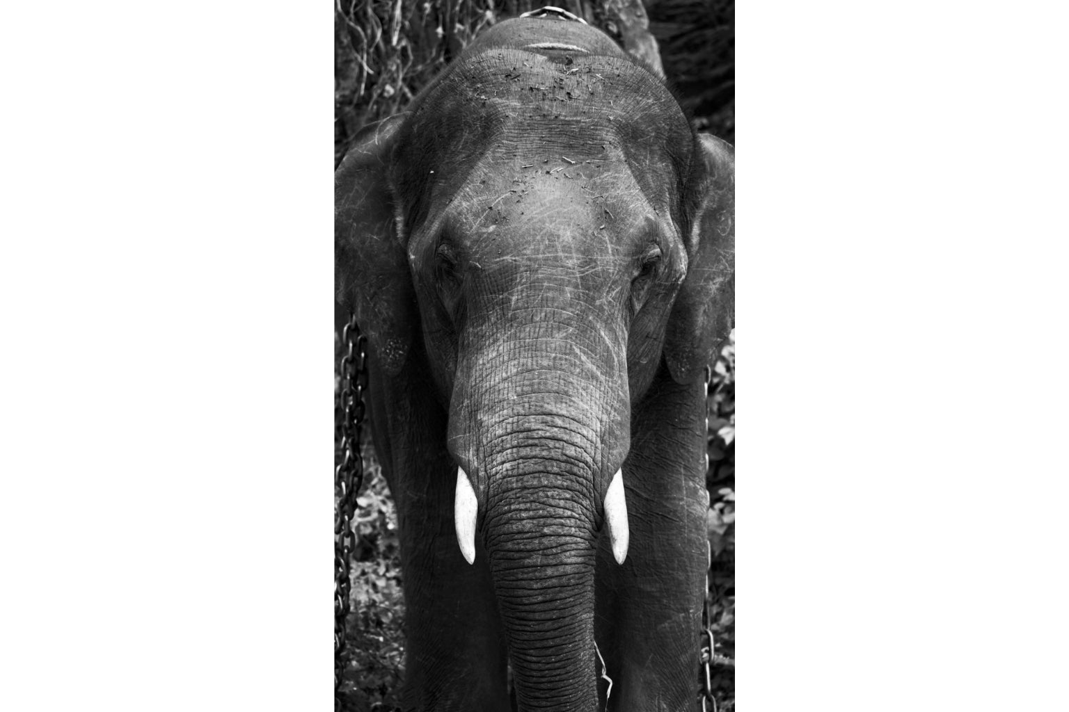 Elephant Black White Animal Wildlife Canvas Art Wall Picture Or Gloss Print