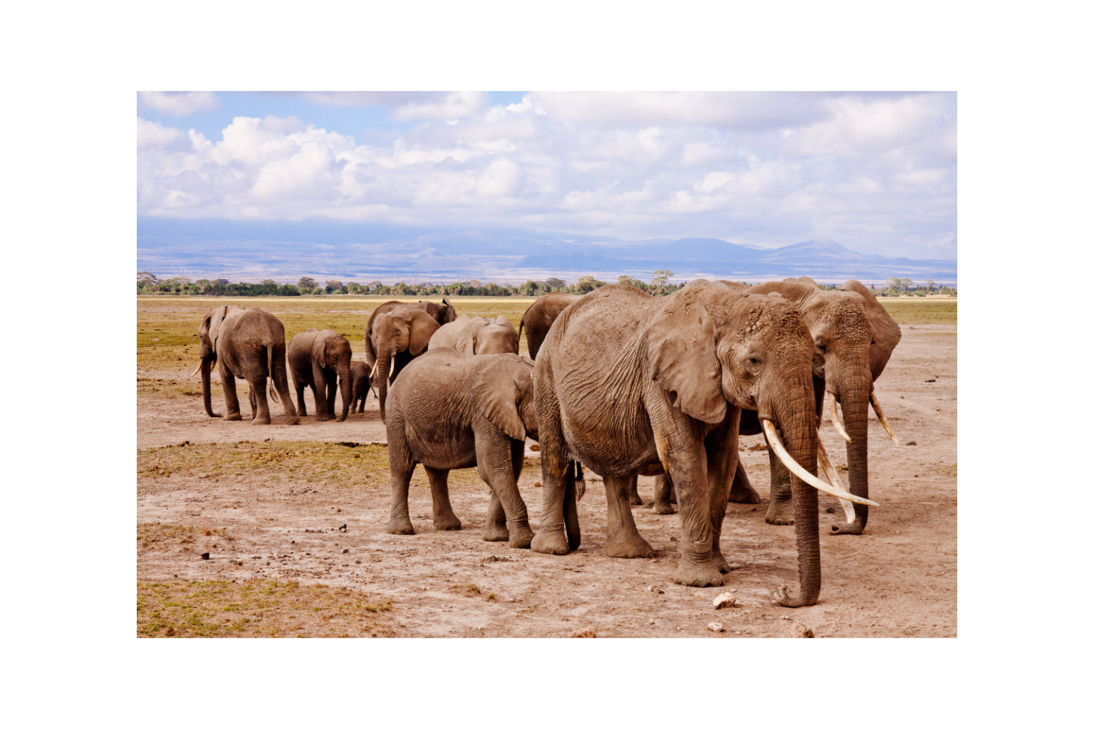 Elephant Family Animal Canvas Art Wall Picture Or Gloss Print