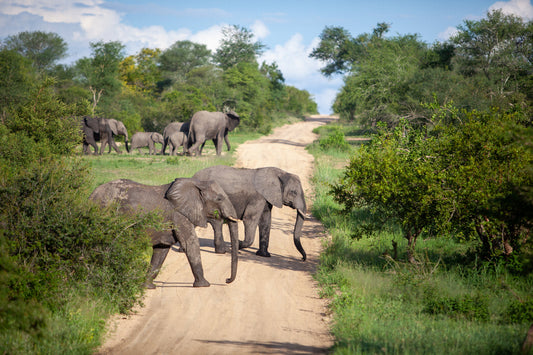 Elephant Family In The Green Forest Trees Canvas Art Wall Picture Or Gloss Print