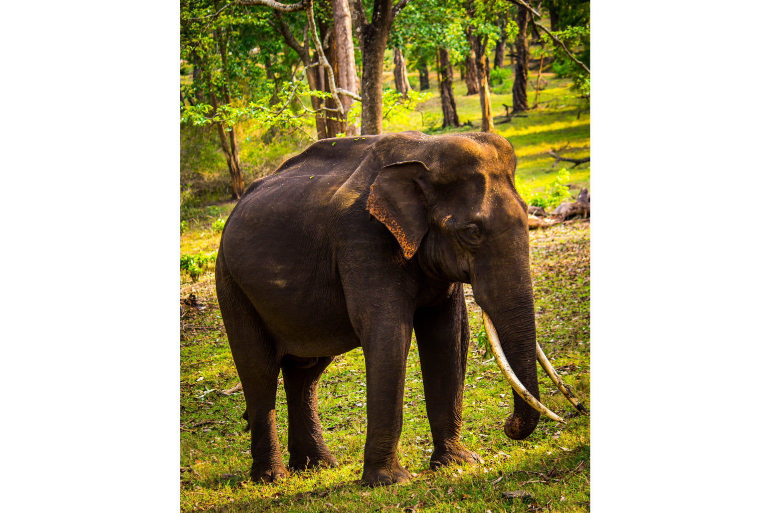 Elephant In Forest Animal Wildlife Canvas Art Wall Picture Or Gloss Print