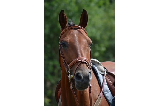 Equine Brown Horse Animal Wildlife Canvas Art Wall Picture Or Gloss Print