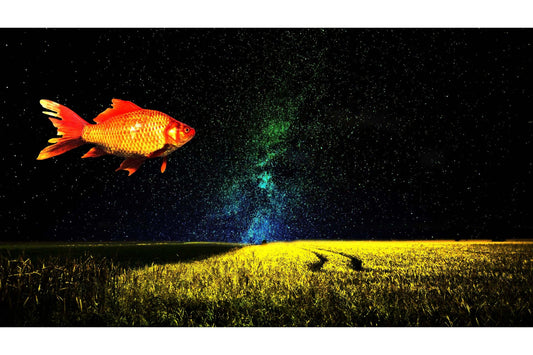 Fantasy Gold Fish Field Space Sky Canvas Art Wall Picture Or Gloss Print