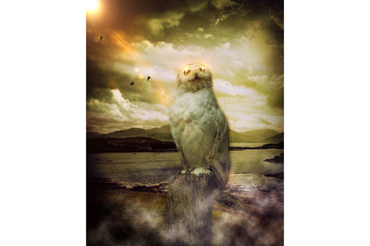 Fantasy Owl Bird Sunset Canvas Art Wall Picture Or Gloss Print