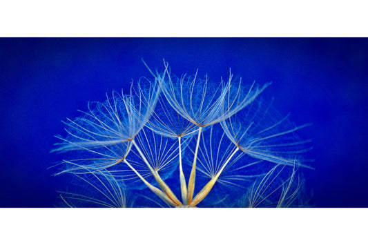 Feather Detail Blue White Flower Flowers Canvas Art Wall Picture Or Gloss Print