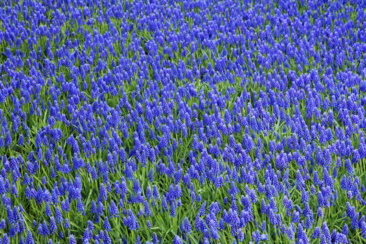 Field Of Blue Flowers Flower Floral Canvas Art Wall Picture Or Gloss Print