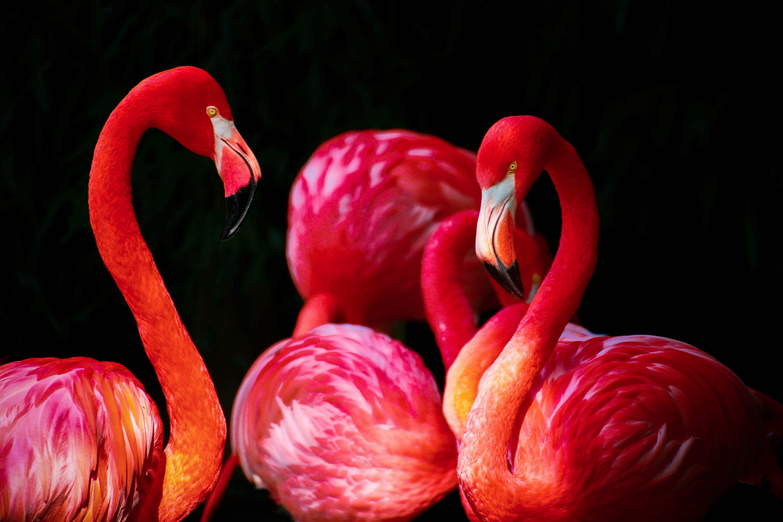 Flamingo Birds Pink Animal Wildlife Canvas Art Wall Picture Or Gloss Print