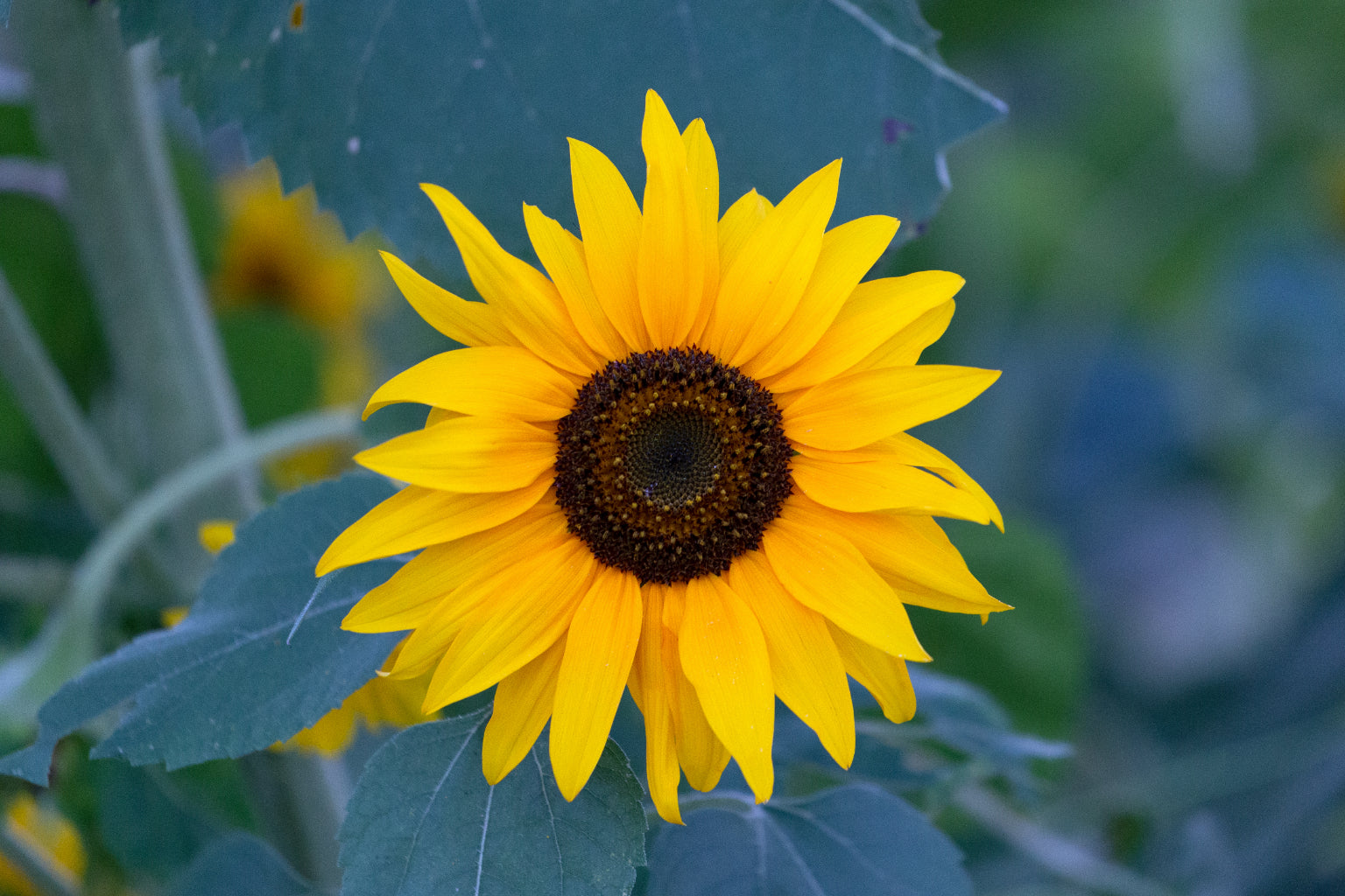 Floral Sunflower Yellow Flowers Flower Canvas Art Wall Picture Or Gloss Print