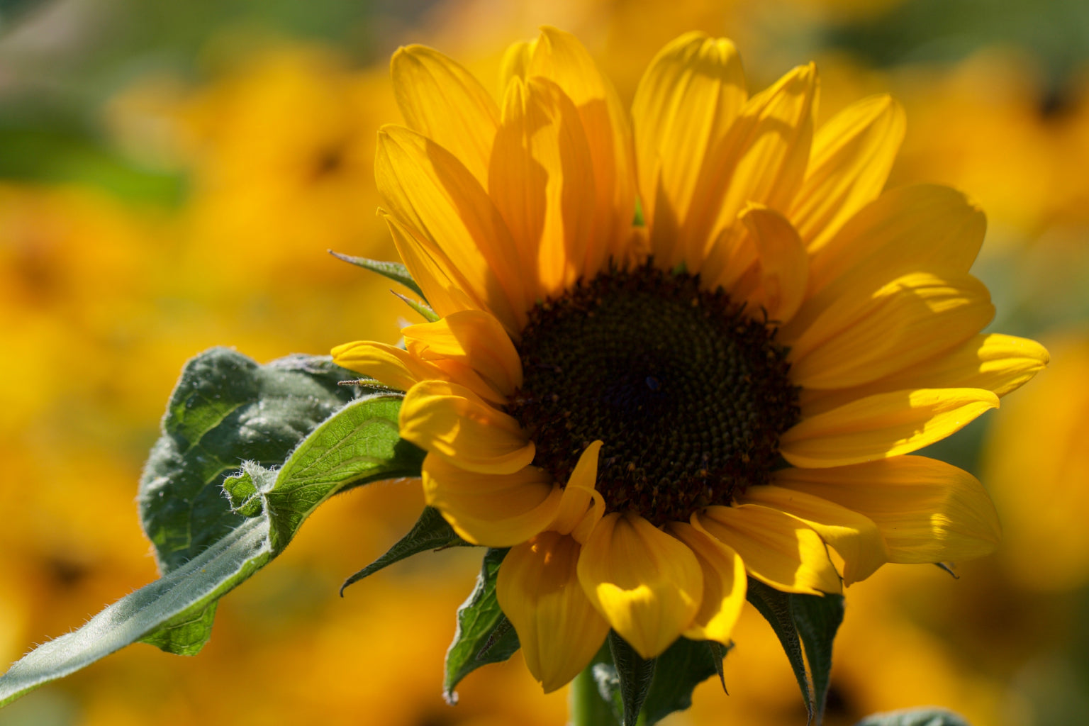 Floral Sunflowers Bloom Flower Yellow Canvas Art Wall Picture Or Gloss Print