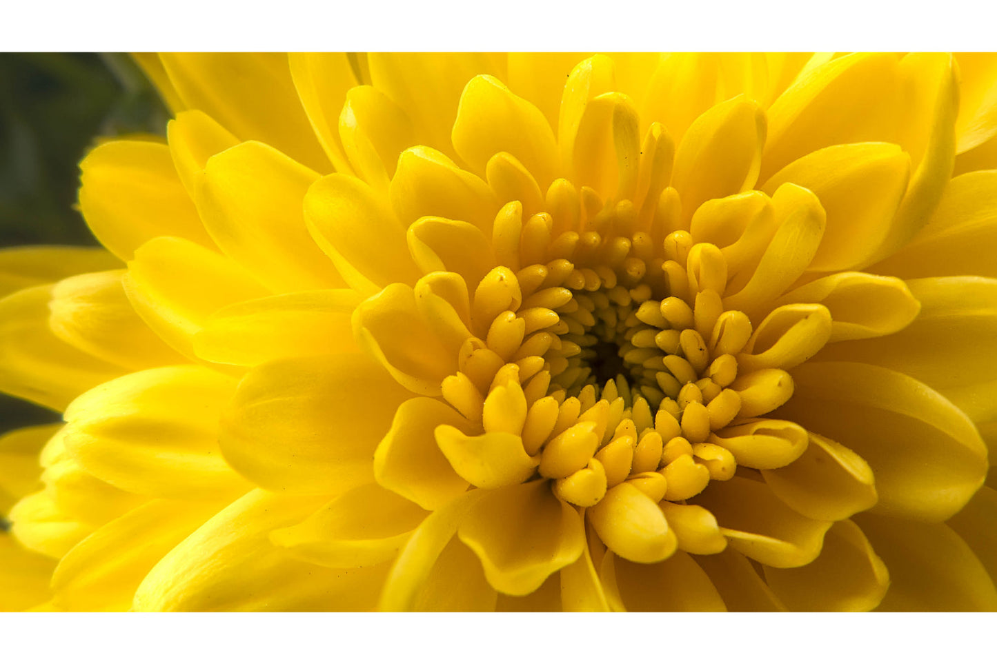 Floral Yellow Flower Bloom Flowers Canvas Art Wall Picture Or Gloss Print