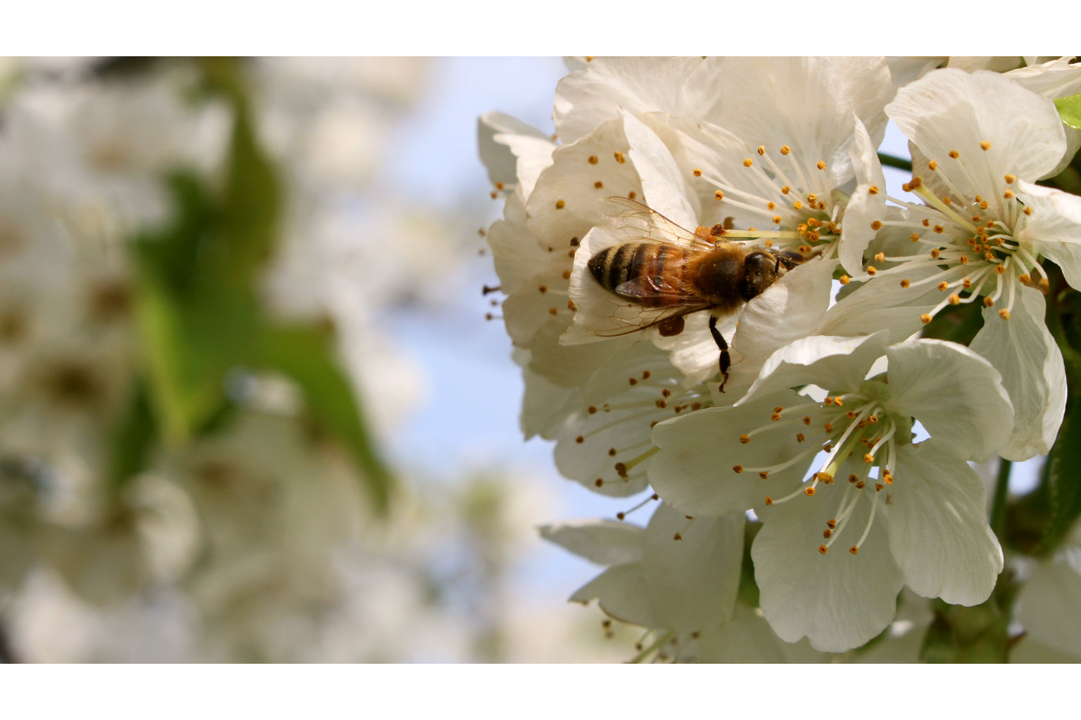 Flower Bee White Blossom Canvas Art Wall Picture Or Gloss Print