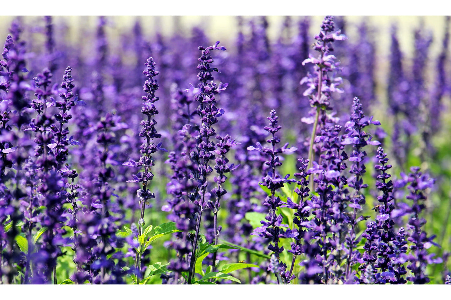 Flower Purple Lavender Flower Floral Bloom Canvas Art Wall Picture Or Gloss Print