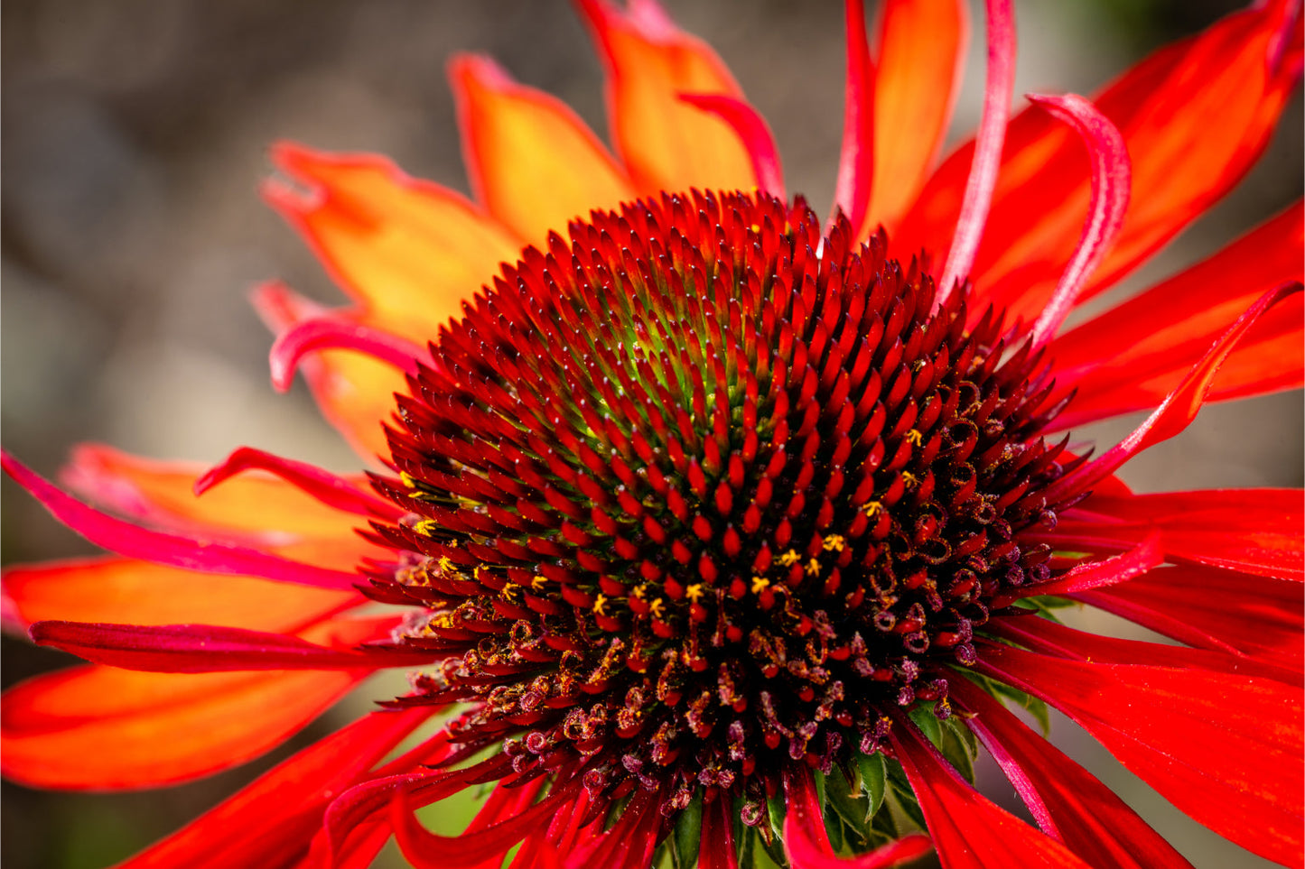 Flower Red Orange Flowers Floral Bloom Canvas Art Wall Picture Or Gloss Print