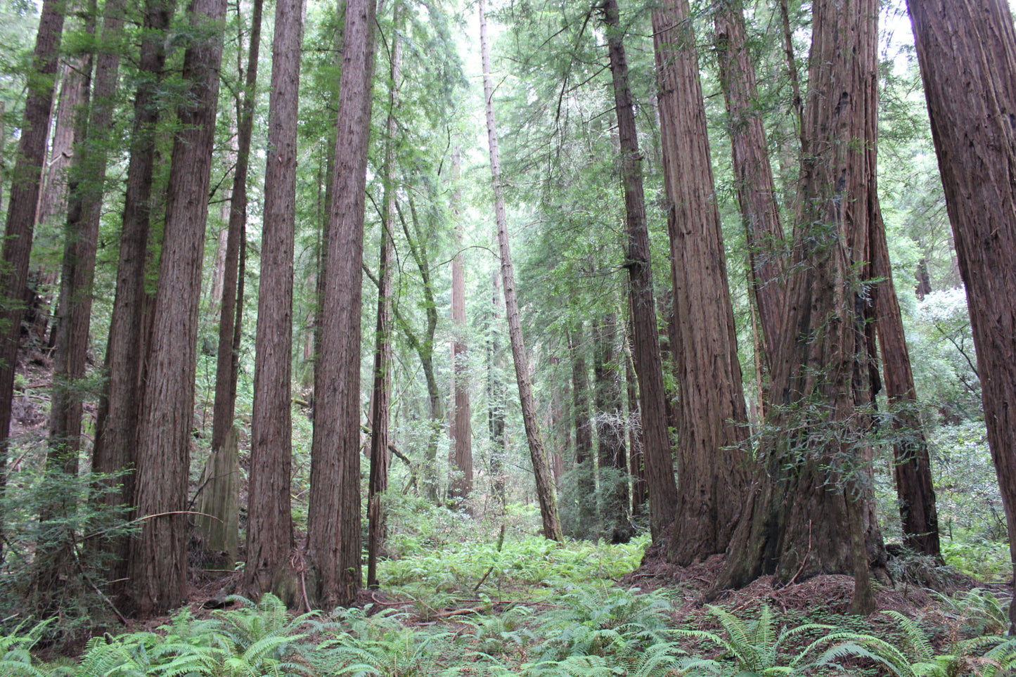 Forest Green Woods Trees Landscape Canvas Art Wall Picture Or Gloss Print