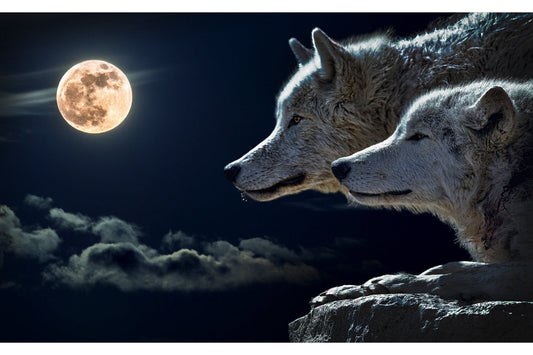 Full Moon Wolfs Wolf Animal Wildlife Canvas Art Wall Picture Or Gloss Print