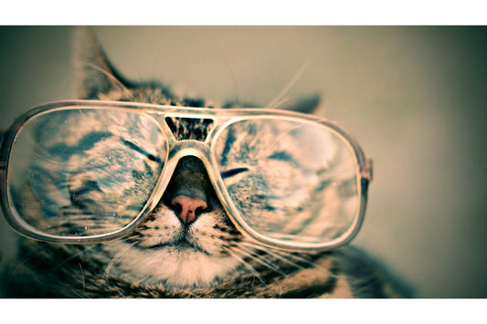 Funny Cat In Glasses Animal Canvas Art Wall Picture Or Gloss Print