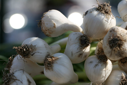 Garlic Vegetables Food Kitchen Canvas Art Wall Picture Or Gloss Print