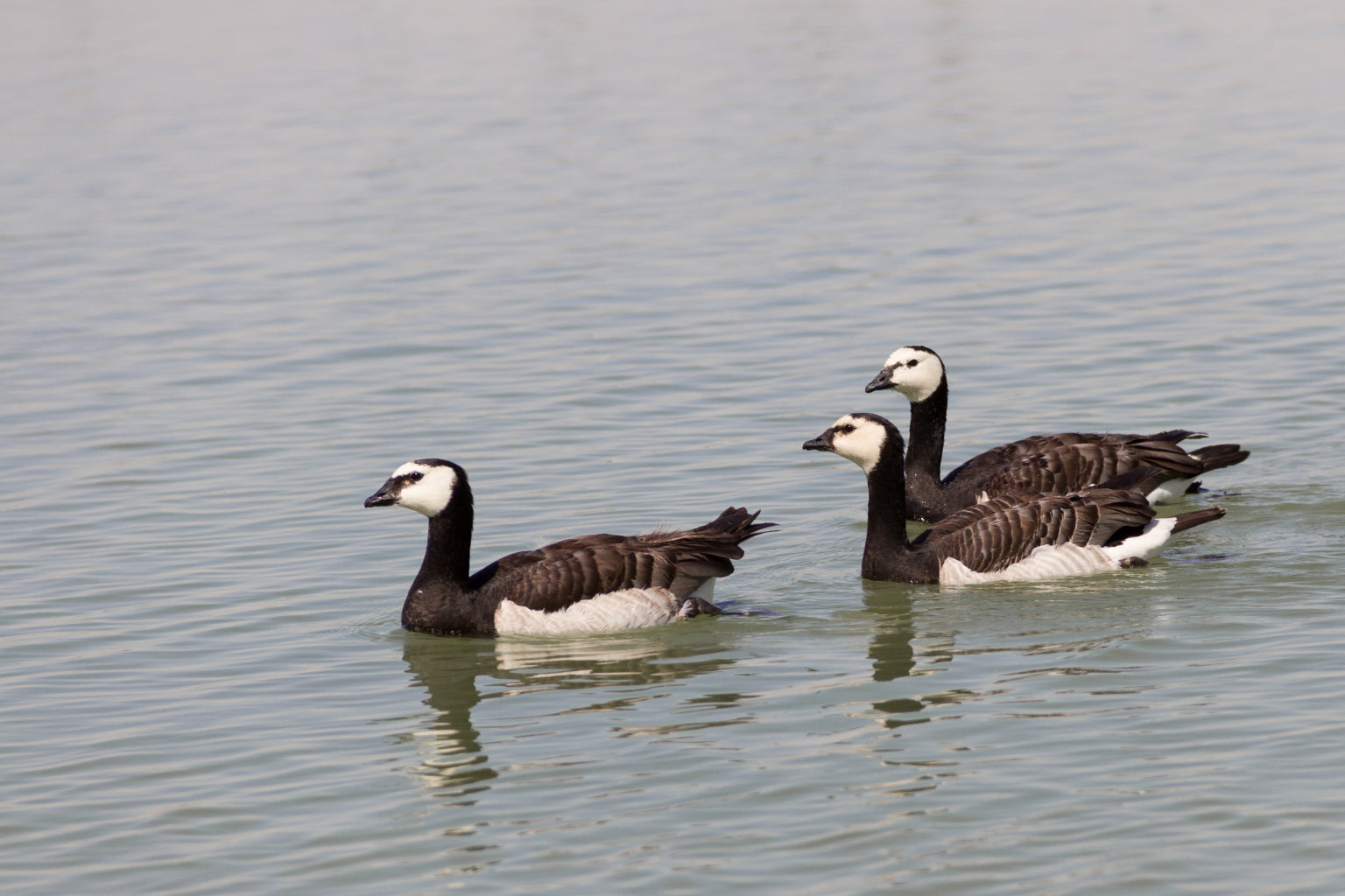 Geese On Water Animal Bird Canvas Art Wall Picture Or Gloss Print