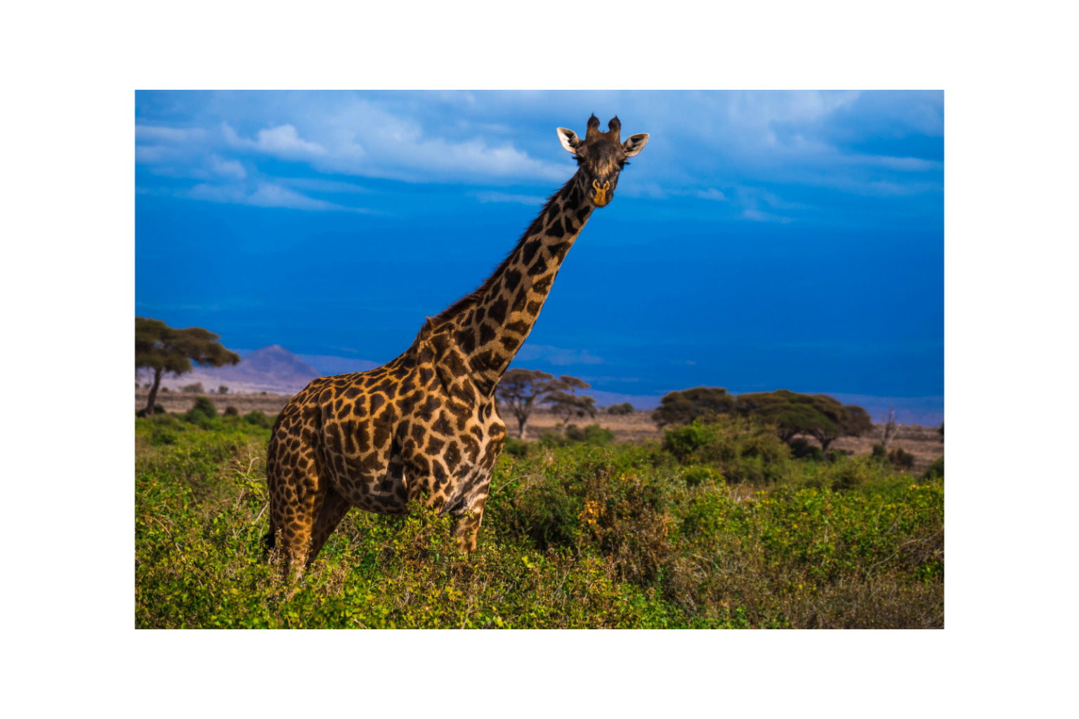 Giraffe Animal Canvas Art Wall Picture Or Gloss Print