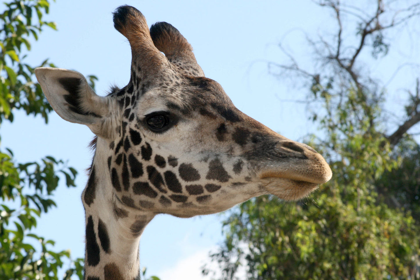 Giraffe Head Animal Wildlife Canvas Art Wall Picture Or Gloss Print