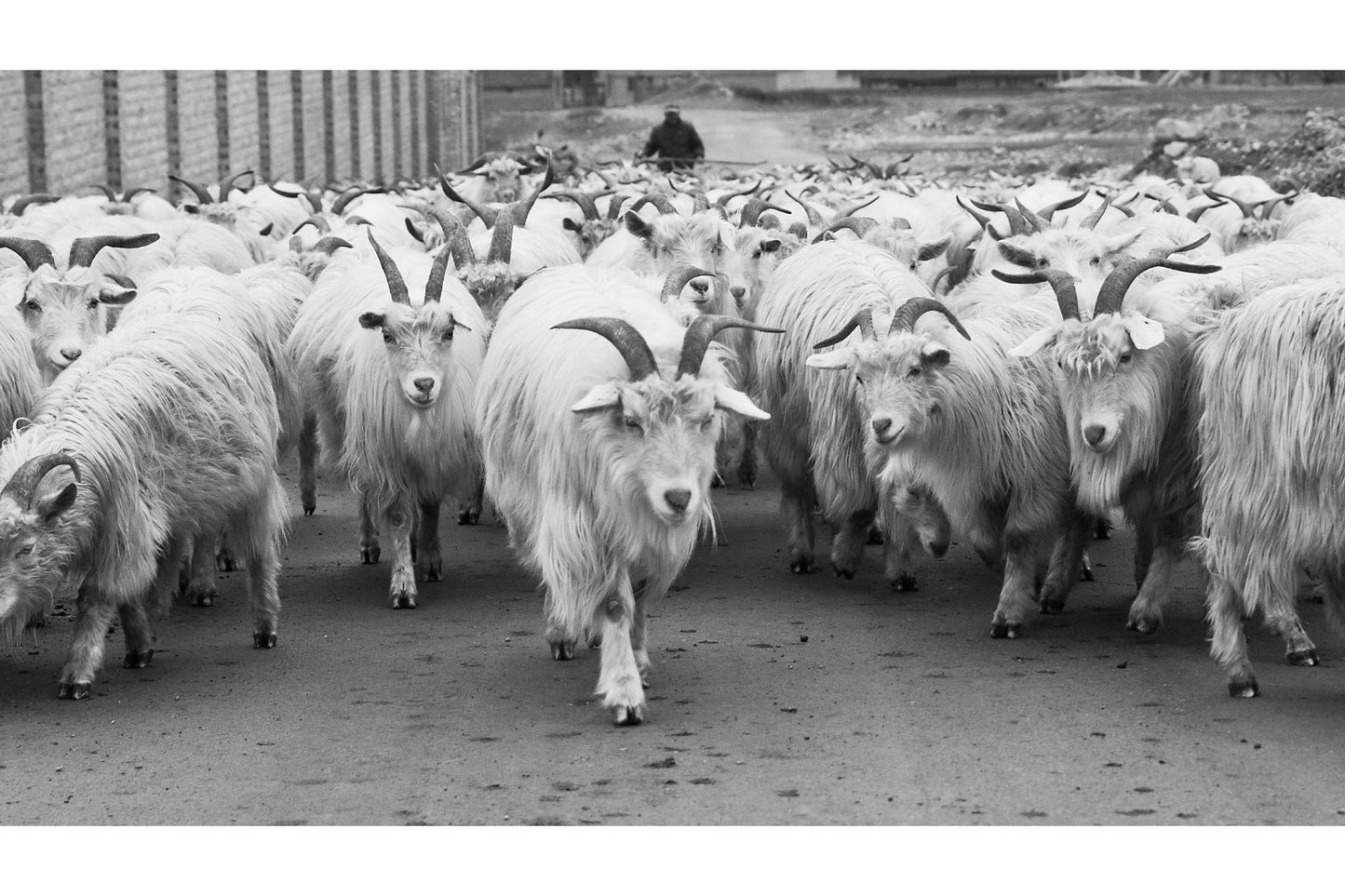 Goats Animal Wildlife Black White Canvas Art Wall Picture Or Gloss Print