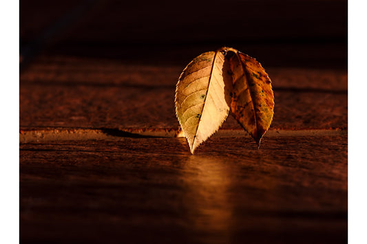 Golden Brown Autumn Tree Leaf Canvas Art Wall Picture Or Gloss Print