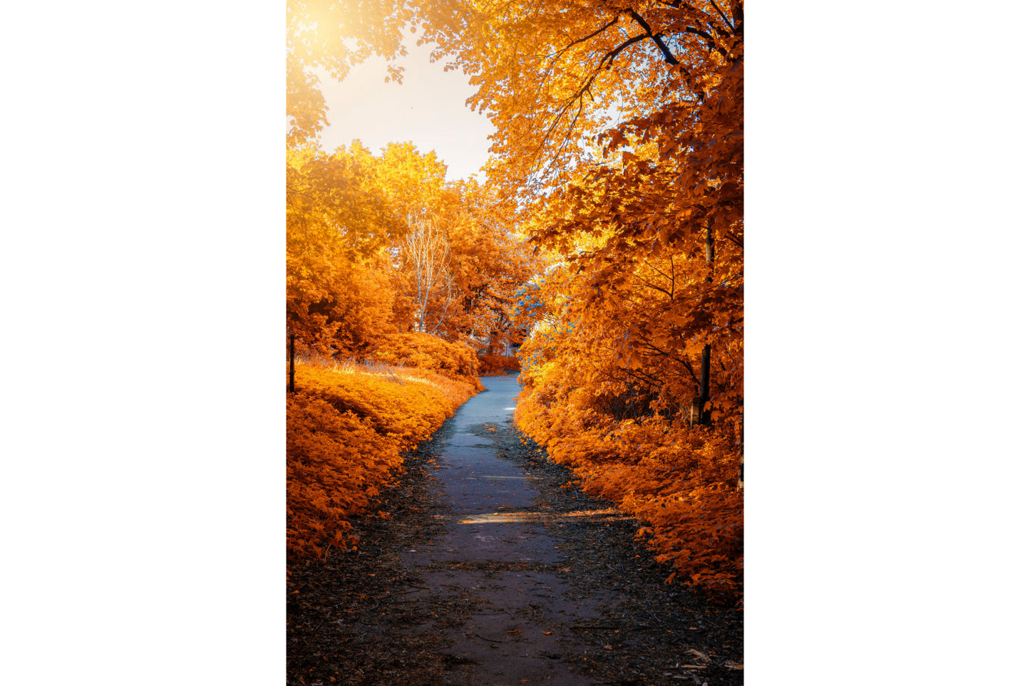 Golden Orange Autumn Trees Canvas Art Wall Picture Or Gloss Print