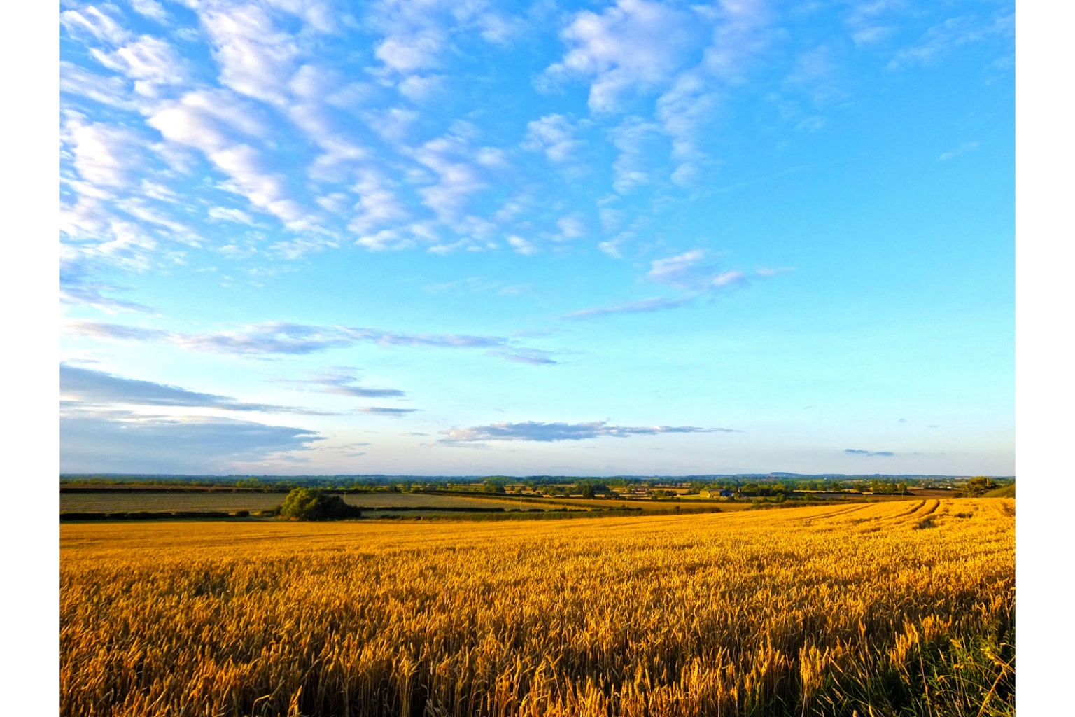 Golden Yellow Landscape Blue Sky Canvas Art Wall Picture Or Gloss Print