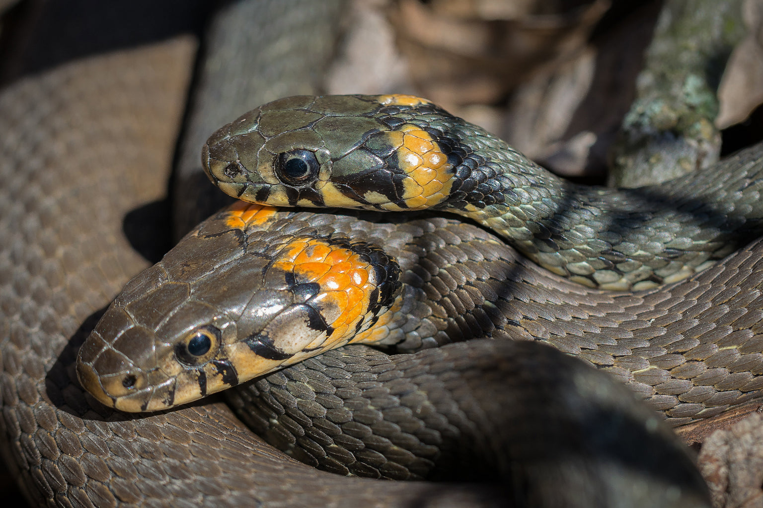 Grass Snake Reptile Animal Wildlife Canvas Art Wall Picture Or Gloss Print