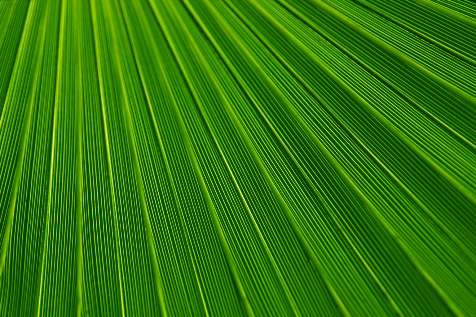 Green Abstract Modern Leaf Close Up Canvas Art Wall Picture Or Gloss Print