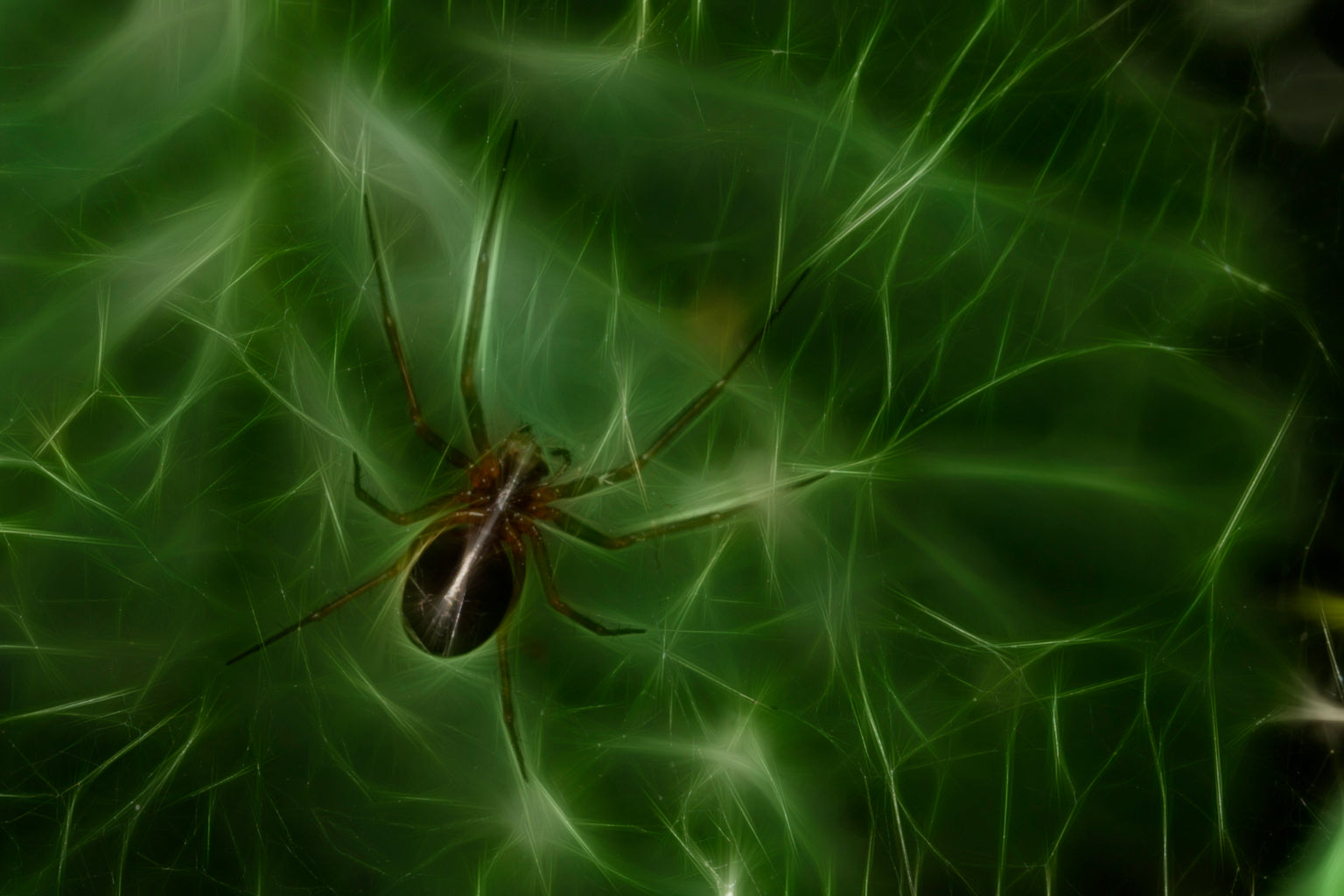 Green Abstract Spider Canvas Art Wall Picture Or Gloss Print