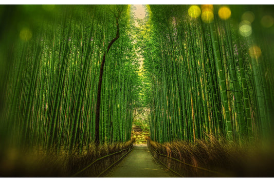 Green Bamboo Trees Canvas Art Wall Picture Or Gloss Print