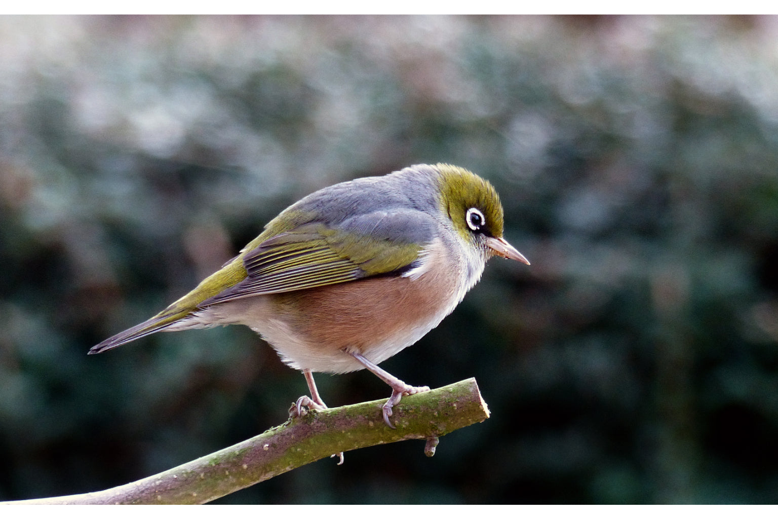 Green Bird On Tree Branch Wildlife Birds Canvas Art Wall Picture Or Gloss Print