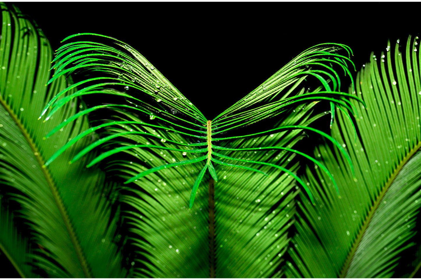 Green Black Leaves Abstract Canvas Art Wall Picture Or Gloss Print