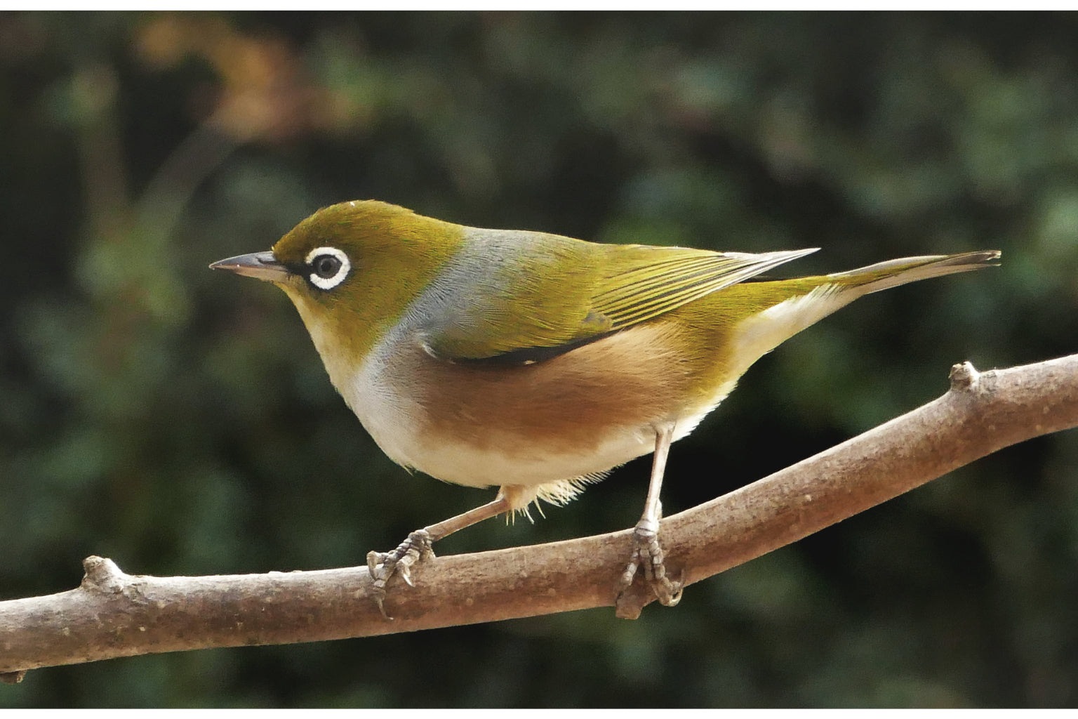 Green Brown Bird Tree Animal Wildlife Canvas Art Wall Picture Or Gloss Print