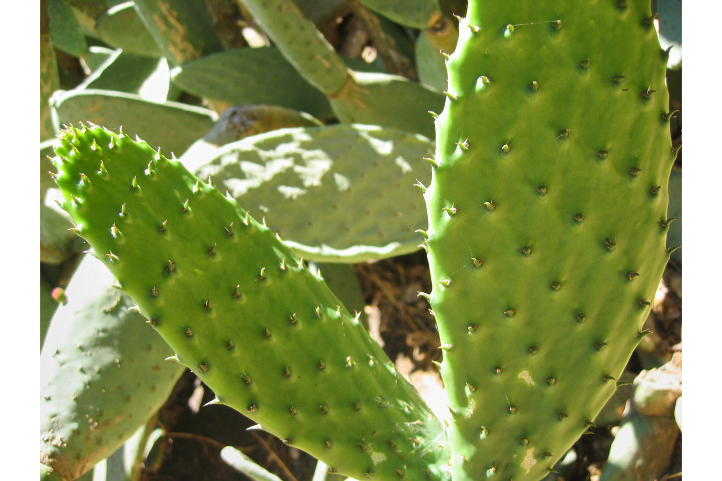 Green Cactus Plant Plants Canvas Art Wall Picture Or Gloss Print