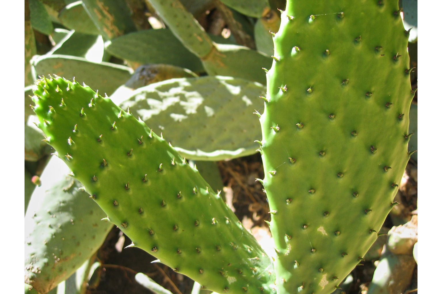 Green Cactus Plant Plants Canvas Art Wall Picture Or Gloss Print