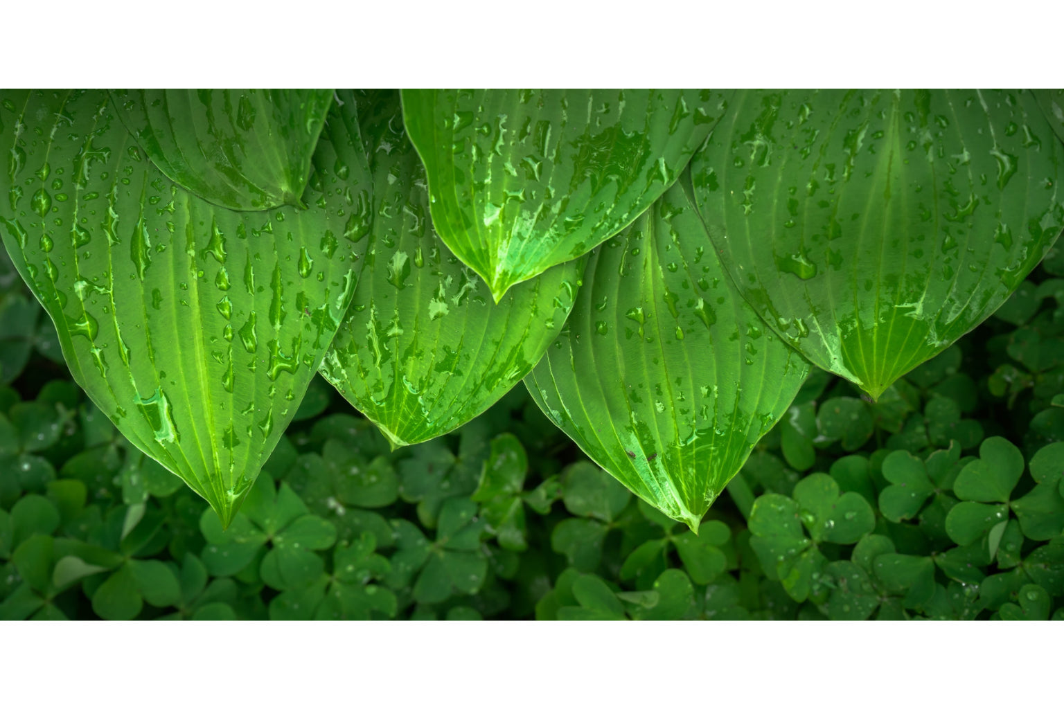 Green Clover Leaves Plant Abstract Modern Canvas Art Wall Picture Or Gloss Print