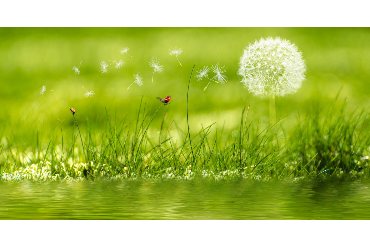 Green Dandelion Flower Ladybird Flowers Canvas Art Wall Picture Or Gloss Print